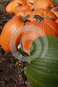 Pumpkin patch 4