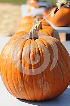 Pumpkin Patch