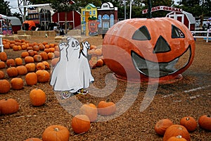 Pumpkin Patch 5777