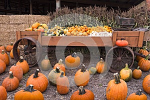 Pumpkin Patch