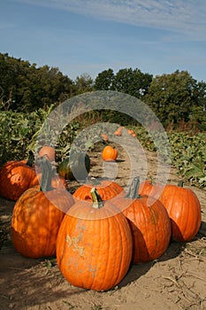 Pumpkin Patch