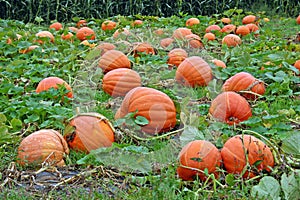 Pumpkin Patch photo