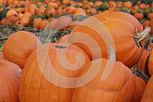 Pumpkin patch