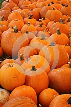 Pumpkin Patch