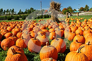 Pumpkin Patch photo