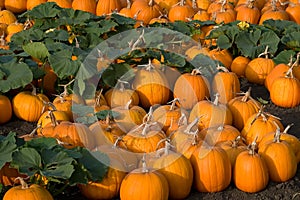 Pumpkin Patch