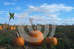 Pumpkin Patch