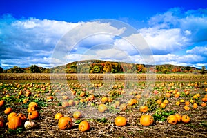 Pumpkin Patch during Autumn