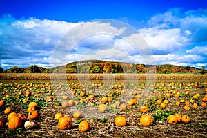Pumpkin Patch during Autumn photo