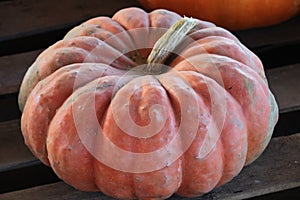 Pumpkin Patch - Big Orange Pumpkin