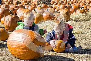 Pumpkin patch boys