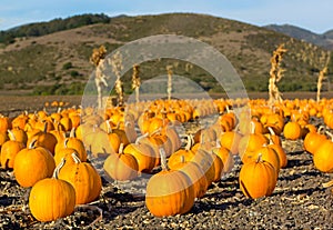 Pumpkin patch in California.