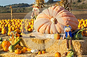 Pumpkin patch in California.