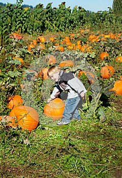 Pumpkin Patch Child Selects Big Pumpkin