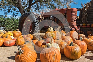 Pumpkin Patch complete with an old tractor