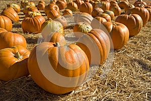 Pumpkin patch corner