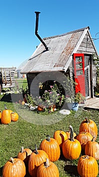 Pumpkin patch cottage