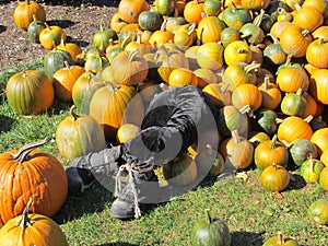 Pumpkin patch display