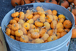 Pumpkin Patch Display - Little Orange Pumpkins