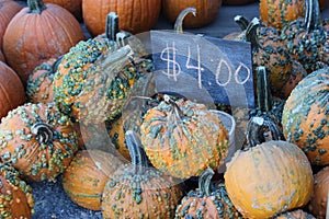 Pumpkin Patch Display - Multicolored Pumpkins