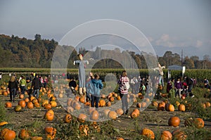 Pumpkin patch farm