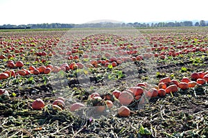 Pumpkin Patch Field