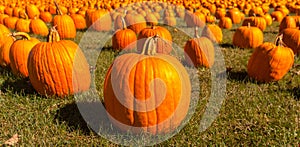 Pumpkin patch field with bright orange pumpkins on green grass