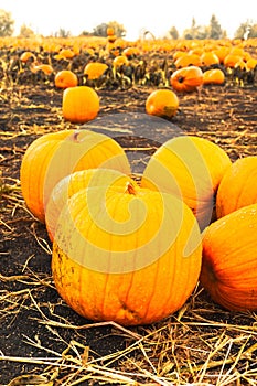 Pumpkin patch field. Halloween pumpkins closeup on a farm. Organic vegetable farming in Autumn during Thanksgiving time. Harvest