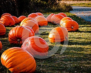 Pumpkin patch full of giant pumpkins at the Frederik Meijer Gardens