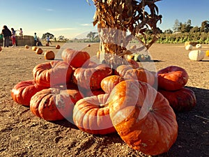 Pumpkin Patch