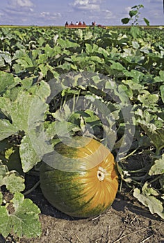 Pumpkin in a patch with hayride in the background