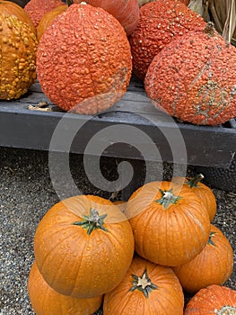 Pumpkin patch heirloom organic warty pumpkins
