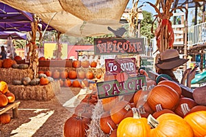 Pumpkin Patch During Holloween Time in California