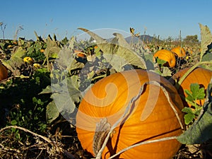 Pumpkin patch landscape