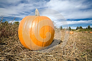 Pumpkin in patch landscape