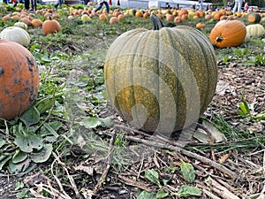Pumpkin patch with many ripe and unripe Halloween pumpkins for sale