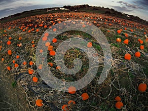 A Pumpkin Patch in Ohio