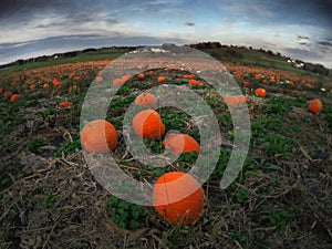A Pumpkin Patch in Ohio