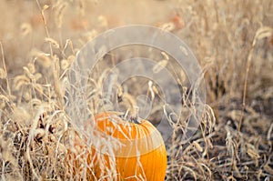 Pumpkin in a patch