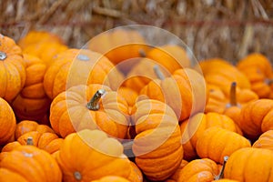 Pumpkin patch photo