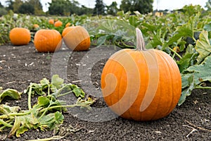 Pumpkin patch