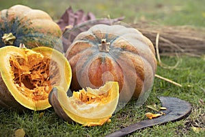 Pumpkin Patch. A rustic autumn still life with pumpkins