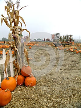 Pumpkin Patch Scarecrows with Wheelbarrow