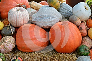 Pumpkin patch