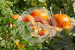Pumpkin patch. Several pumpkins resting on straw