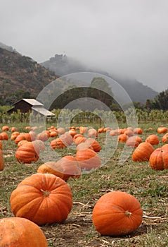 Pumpkin Patch vertical