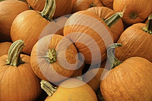 Pumpkin patch