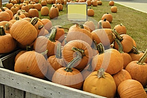 Pumpkin patch