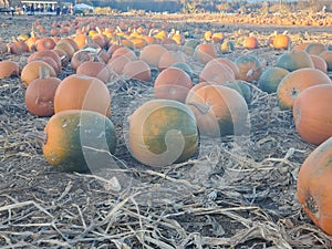 Pumpkin patchin in grants pass oregon