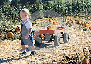 Calabaza cosecha 